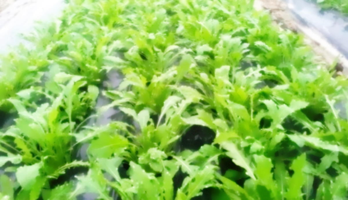 Sarà compatibile il marchio IGP per la rucola della Piana del Sele e la quarta gamma con l'aeroporto e le altre criticità nell'area di Pontecagnano e Bellizzi?
