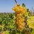 VinoNews Ventiquattro